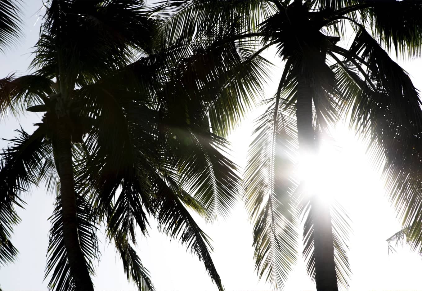 palm trees