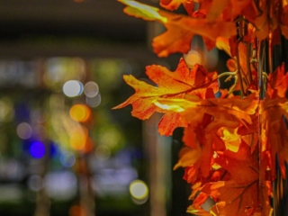 BAL HARBOUR MOVING PICS-01 copy